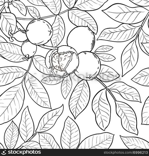 walnut branches vector pattern on white background