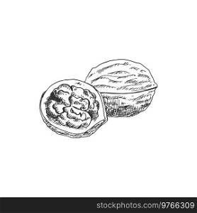 Walnut fruit isolated sketch of whole nut and kernel. Vector opened nutshell of nut, vegetarian food. Kernel of walnut, whole opened nut fruit isolated