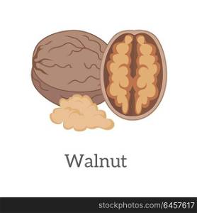 Walnut vector in flat style design. Traditional snack, diet product, culinary ingredient, source of vitamins, elements, fatty acids and oil. Isolated on white background.. Walnut Vector Illustration in Flat Style Design