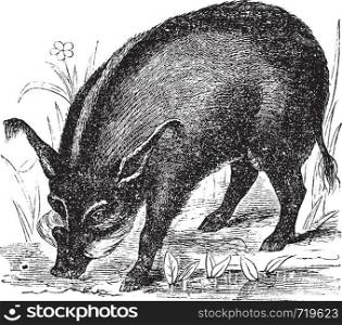 Warthog or Wart-hog or African Lens-Pig or Phacochoerus africanus, vintage engraving. Old engraved illustration of a Warthog.