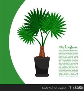 Washingtonia indoor plant in pot banner template, vector illustration. Washingtonia plant in pot banner