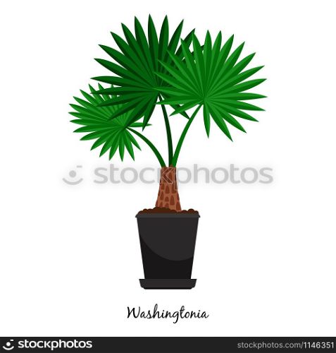 Washingtonia plant in pot isolated on the white background, vector illustration. Washingtonia plant in pot