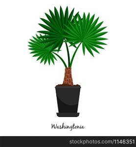 Washingtonia plant in pot isolated on the white background, vector illustration. Washingtonia plant in pot