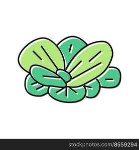 water lettuce color icon vector. water lettuce sign. isolated symbol illustration. water lettuce color icon vector illustration