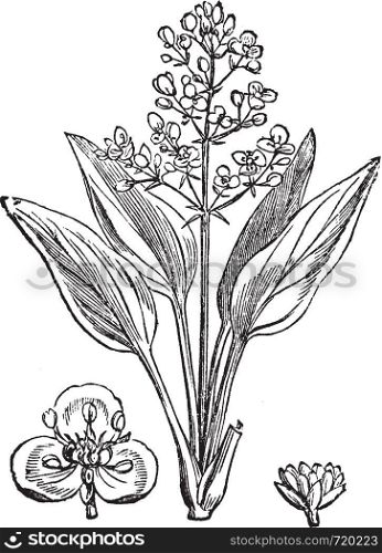 Water Plantain or Alisma sp., vintage engraved illustration. Trousset encyclopedia (1886 - 1891).
