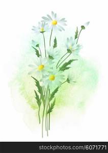 Watercolor chamomile flower. Vector illustration. Watercolor background and chamomile flower. Vector illustration EPS10