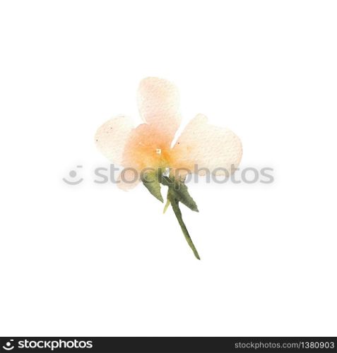Watercolor flower. Beautiful rose. Design for invitation, wedding or greeting cards. Vector illustration . Watercolor flower. Beautiful rose. Design for invitation, weddin