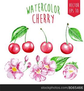 Watercolor hand-drawn cherry and frowers. Isolaterd vector elements for design.