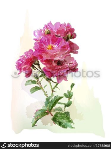 watercolor illustration of the pink roses