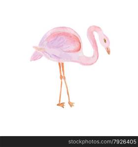 Watercolor painted illustration of flamingo. Vector format. Watercolor painted illustration of flamingo.