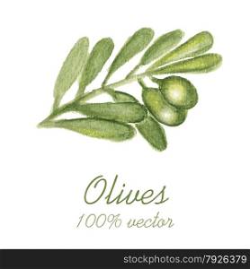 Watercolor painted olive tree branch. Vector illustration.. Watercolor painted olive tree branch.