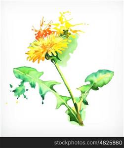 Watercolor painting, dandelion, vector illustration, isolated on a white background