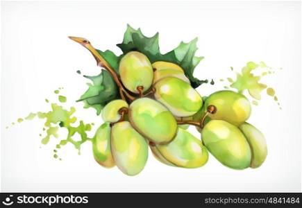 Watercolor painting, grapes, vector illustration, isolated on a white background