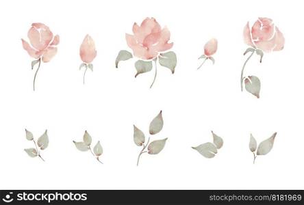 Watercolor pale pink roses and leaves romantic floral painting elements set. Live trace vector.