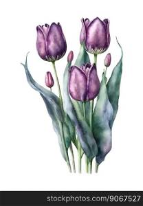 Watercolor purple pink tulip illustration Women&rsquo;s day. Watercolor purple pink tulip illustration Women&rsquo;s day greeting card