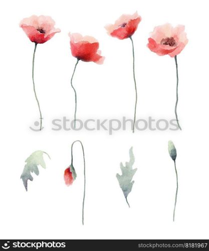 Watercolor red poppies flowers, buds and leaves collection of floral design elements.