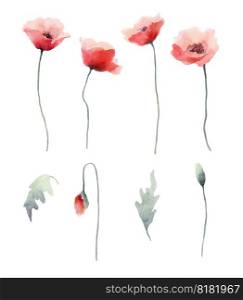 Watercolor red poppies flowers, buds and leaves collection of floral design elements.