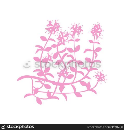 Watercolor thyme. Hand draw branches of thyme illustration. Herbs vector object isolated on white background. Kitchen herbs flat vector on white background illustration. Watercolor thyme. Hand draw branches of thyme illustration. Herbs vector object isolated flat vector on white background illustration