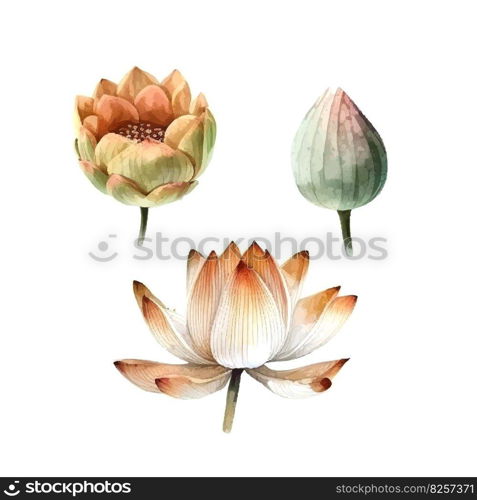 Watercolor white Lotus flower, vector illustration.Isolated on a white background.