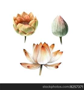 Watercolor white Lotus flower, vector illustration.Isolated on a white background.