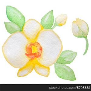 Watercolor yellow orchid and green leaves, vector illustration