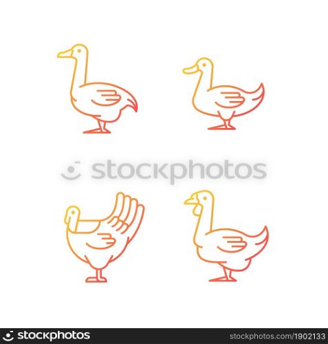 Waterfowl gradient linear vector icons set. Ducks, geese raising. Turkey growing. Livestock husbandry. Commercial farming. Thin line contour symbols bundle. Isolated outline illustrations collection. Waterfowl gradient linear vector icons set