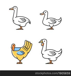 Waterfowl RGB color icons set. Ducks and geese raising. Turkey growing. Livestock husbandry. Commercial poultry farming. Isolated vector illustrations. Simple filled line drawings collection. Waterfowl RGB color icons set
