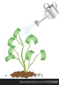 watering money tree to grow