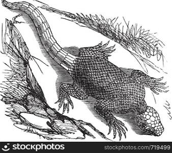 West african spinous lizard or Agama colonorum engraving or vintage illustration. From the reptilia agamidae family. African common small reptile.