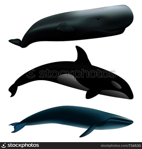 Whale blue tale fish mockup set. Realistic illustration of 3 whale blue tale fish mockups for web. Whale blue tale fish mockup set, realistic style
