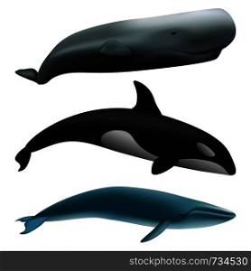 Whale blue tale fish mockup set. Realistic illustration of 3 whale blue tale fish mockups for web. Whale blue tale fish mockup set, realistic style
