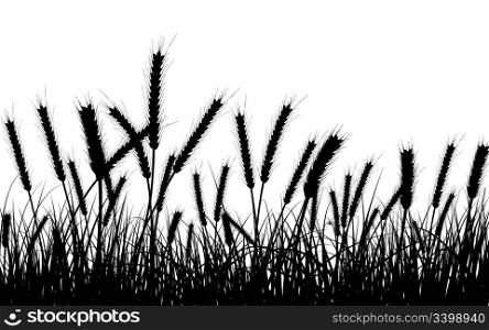 Wheat and gras background. All objects are separated.