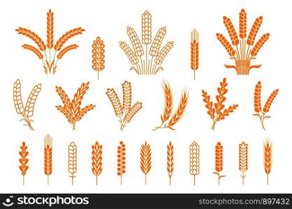 Wheat and rye ears. Oats barley rice spikes and grains, heraldic elements for beer and bread logo. Vector symbol stalk and seed food isolated collection. Wheat and rye ears. Oats barley rice spikes and grains, heraldic elements for beer and bread logo. Vector stalk isolated collection