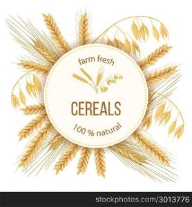 Wheat, barley, oat and rye. Four cereals grains and ears. Round label, text. Wheat, barley, oat and rye. 3d icon vector set. Four cereals grains and ears. Round label, text farm fresh 100 percent natural. seeds and plants. Can be used for cooking, bakery, tags, labels, textile