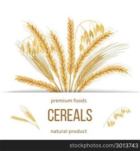 Wheat, barley, oat and rye set. Four cereals grains with ears, sheaf and text premium foods, natural product. Wheat, barley, oat and rye set. Four cereals grains with ears, sheaf and text premium foods, natural product. 3d icon vector. Horizontal label. For design, cooking, bakery, tags, labels textile