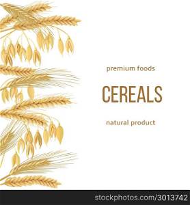 Wheat, barley, oat and rye set. text premium foods, natural product. Four cereals grains with ears, sheaf. Wheat, barley, oat and rye set. text premium foods, natural product. Four cereals grains with ears, sheaf. 3d vector. Vertical label. Free space. For design, cooking, bakery tags labels textile