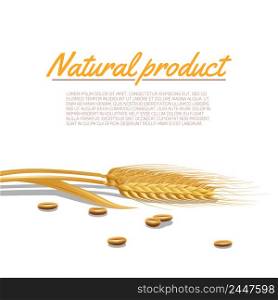 Wheat ear with cereals and natural product text poster vector illustration. Wheat Ear Illustration