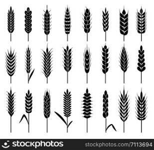 Wheat ears icons. Organic agriculture cereals harvest. Stalk grain rice and wheat, corn and oats, barley natural product vector rye seed line harvesting logos. Wheat ears icons. Organic agriculture cereals harvest. Stalk grain rice and wheat, corn and oats, barley natural product vector logos
