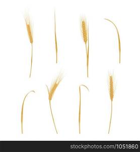 Wheat ears isolated on white. Vector illustration. Vector Wheat ears isolated illustration on white