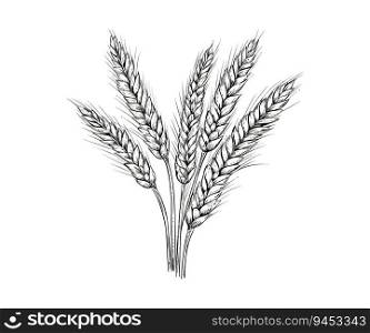 Wheat ears sketch hand drawn in doodle style. Vector illustration design.