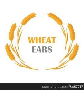 Wheat Ears vector banner in flat style design. New harvest, grain growing concept. Illustration for bakery, bread store, agricultural company logo design. Ripe ears with text on white background.. Wheat Ears Concept Illustration in Flat Design.