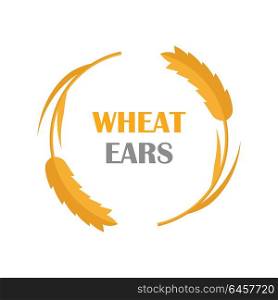 Wheat Ears vector banner in flat style design. New harvest, grain growing concept. Illustration for bakery, bread store, agricultural company logo design. Ripe ears with text on white background. . Wheat Ears Concept Illustration in Flat Design.