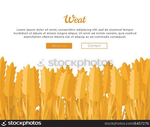 Wheat Ears vector web banner in flat design. New harvest, grain growing concept. Illustration for bakery, bread store, agricultural company web page design. Ripe ears with text on white background.. Wheat Ears Web Template in Flat Design.