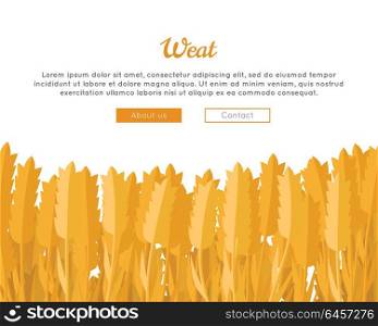 Wheat Ears vector web banner in flat design. New harvest, grain growing concept. Illustration for bakery, bread store, agricultural company web page design. Ripe ears with text on white background.. Wheat Ears Web Template in Flat Design.
