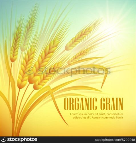 Wheat field background. Vector illustration. Wheat field background. Vector illustration EPS 10