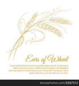 Wheat isolated on white. Vector illustration.