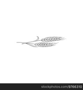 Wheat isolated spike, bakery symbol. Vector unripe ears of barley or rye, bread spica sketch. Grain spikes isolated ears of wheat plants sketch