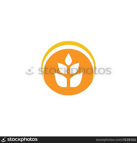 Wheat Logo Template vector symbol nature