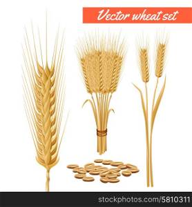 Wheat plant heads and grain poster. Ripe wheat plant harvested heads and grain decorative and health benefits advertizing poster background abstract vector illustration