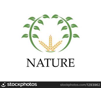 Wheat rice nature logo design vector illustration